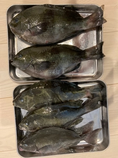 グレの釣果