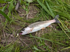 ニジマスの釣果