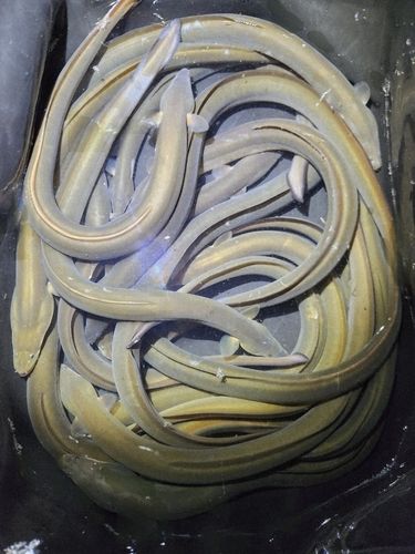ウナギの釣果