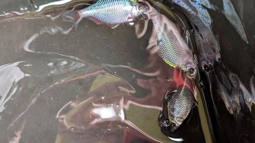 タナゴの釣果・釣り情報まとめ【2026年最新】 - アングラーズ | 釣果