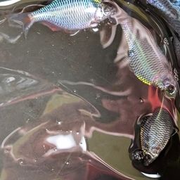 タナゴの釣果・釣り情報まとめ【2026年最新】 - アングラーズ | 釣果