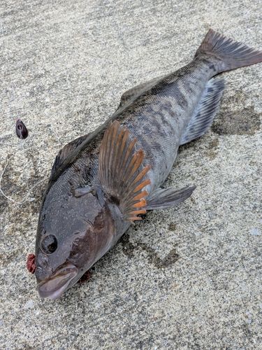 アイナメの釣果