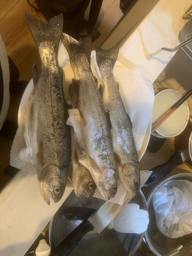 釣果一覧】大阪府で釣れたトラウト - アングラーズ | 釣果600万件の