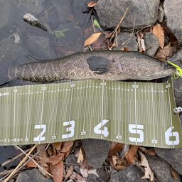 ライギョの釣果・釣り情報まとめ【2026年最新】 - アングラーズ | 釣果