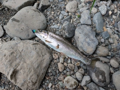 ニジマスの釣果