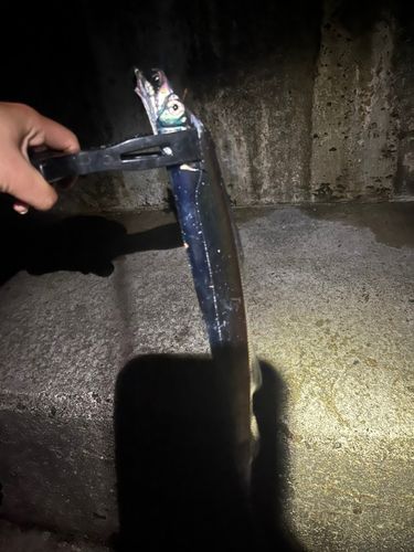 タチウオの釣果