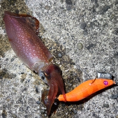 ケンサキイカの釣果