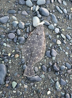 ソゲの釣果