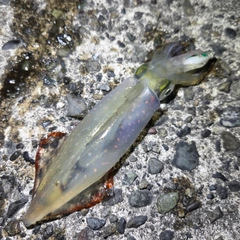 ケンサキイカの釣果