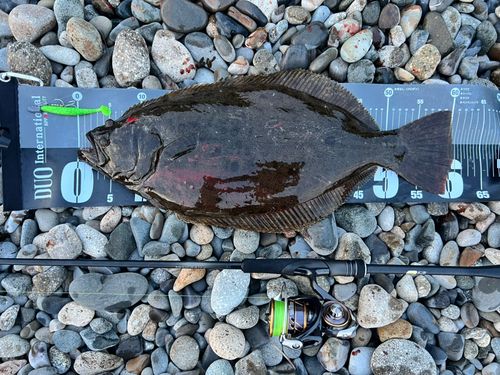 ヒラメの釣果