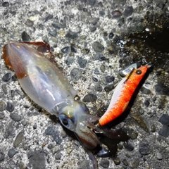 ケンサキイカの釣果