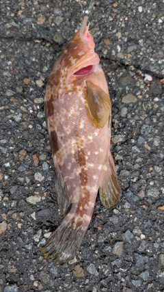 キジハタの釣果