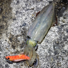 ケンサキイカの釣果