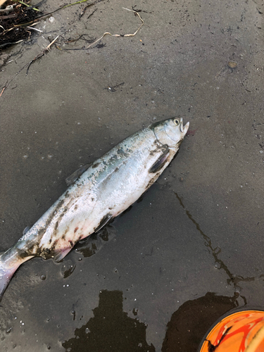 カラフトマスの釣果