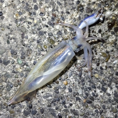 ムギイカの釣果