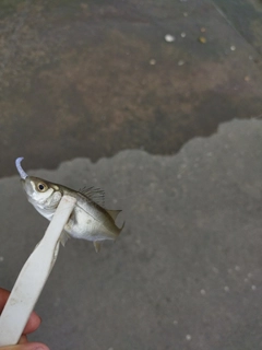 セイゴ（ヒラスズキ）の釣果