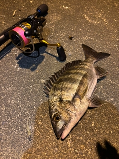 クロダイの釣果