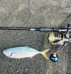 ワカシの釣果