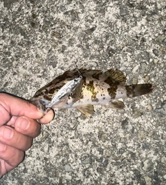タケノコメバルの釣果