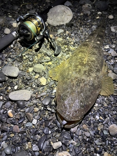 マゴチの釣果