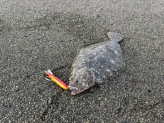 ソゲの釣果