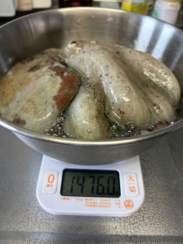 タコの釣果