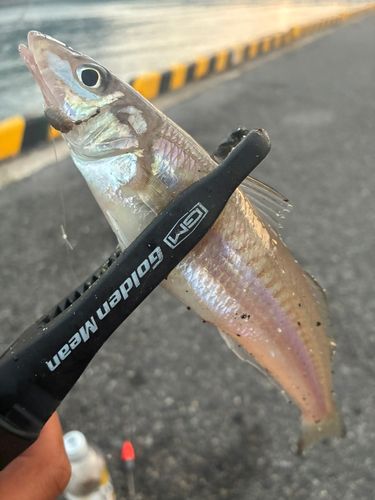 キスの釣果