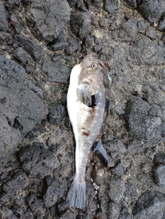 フグの釣果