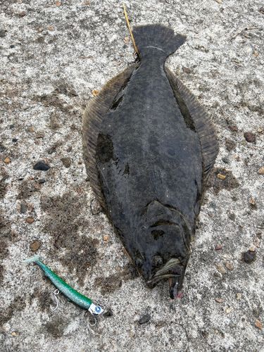 ヒラメの釣果