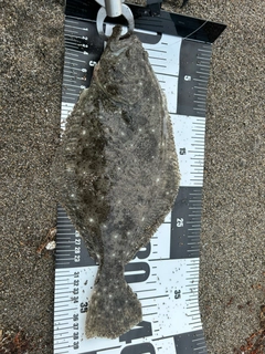 ソゲの釣果