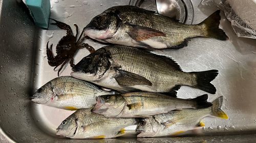 クロダイの釣果
