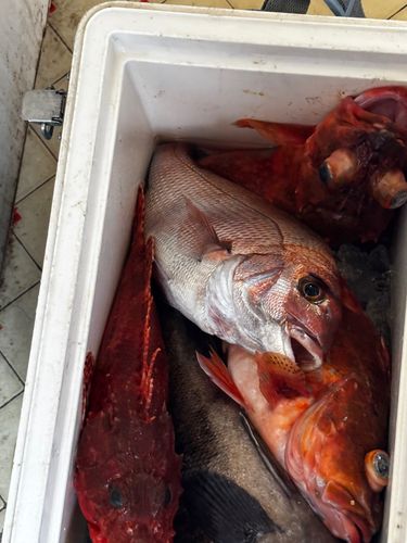 マダイの釣果