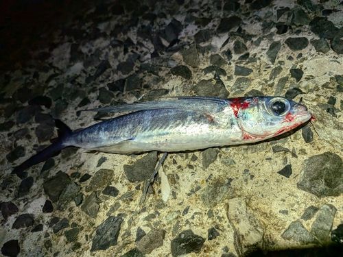 トビウオの釣果