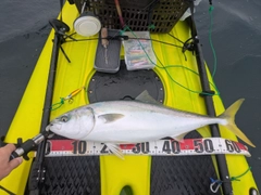 ワラサの釣果