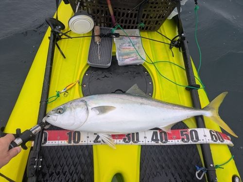 ワラサの釣果