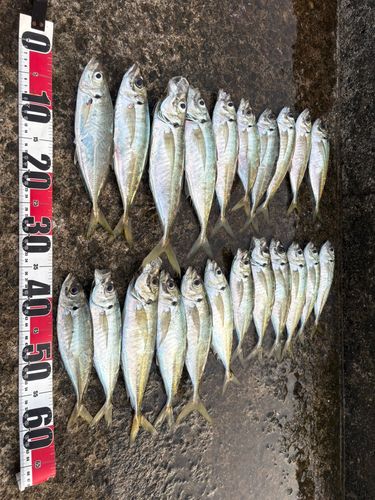 アジの釣果