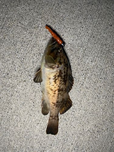 クロソイの釣果