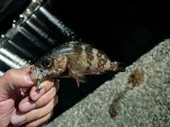 クロメバルの釣果