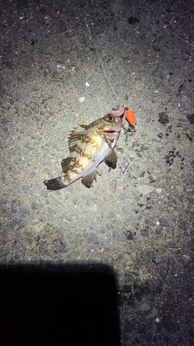 メバルの釣果