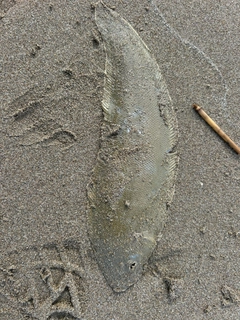 シタビラメの釣果