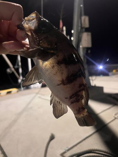 メバルの釣果