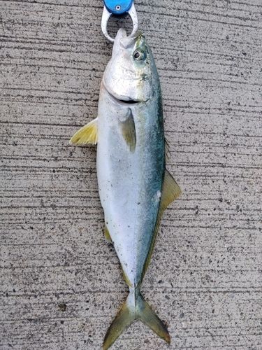 イナダの釣果