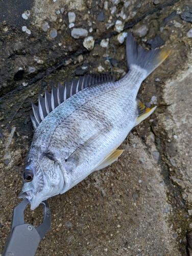 釣果