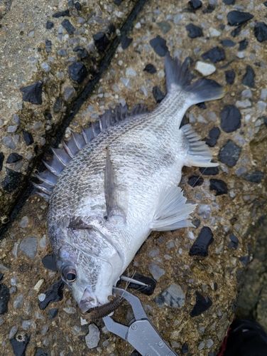 キビレの釣果