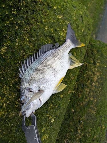 キビレの釣果
