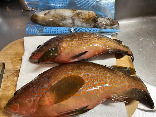 アコウの釣果