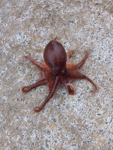 タコの釣果