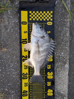キビレの釣果