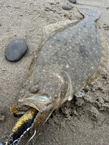 ヒラメの釣果