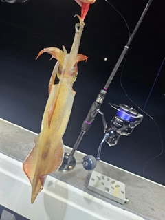 ケンサキイカの釣果